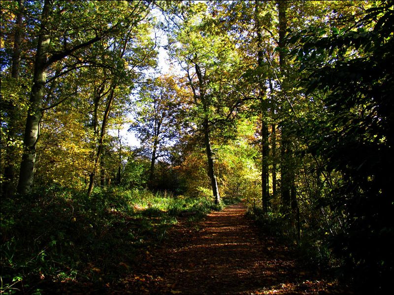 gal/holiday/Warnham Woods Autumn Walk 2006/Warnham_Woods_Autumn_Walk_IMG_2691.JPG